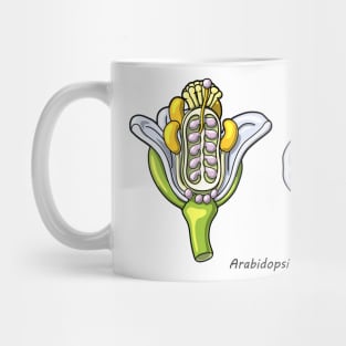 Arabidopsis thaliana Flower Illustration Mug